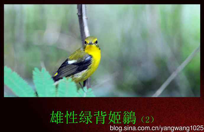 雄性绿背姬鶲（2）