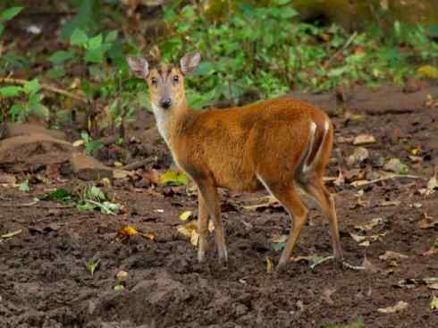 麒麟：传说的兽原型探秘（麂）