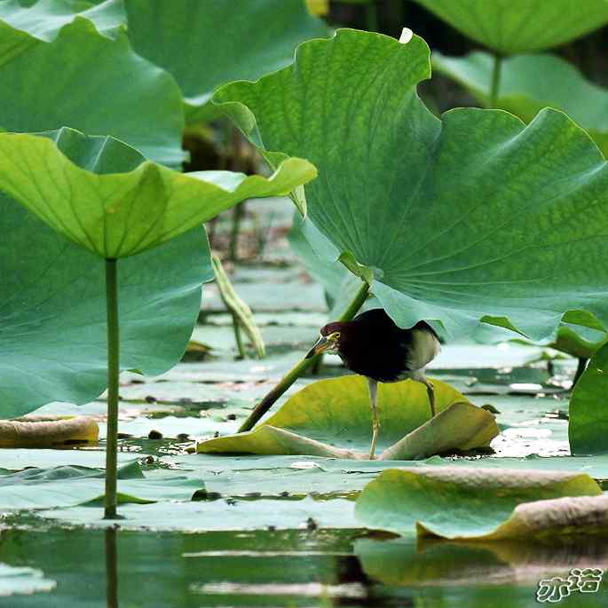 圆明园&nbsp;wbr路&nbsp;wbr池鹭抓了条大鱼