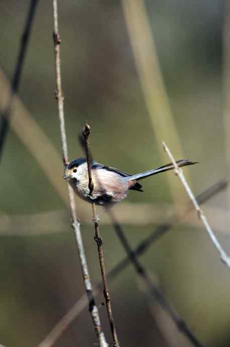 大年初二见到鈥溡恚ǔの玻┥饺糕潱锹及妫 大年初二见到鈥溡恚ǔの玻┥饺糕潱锹及妫