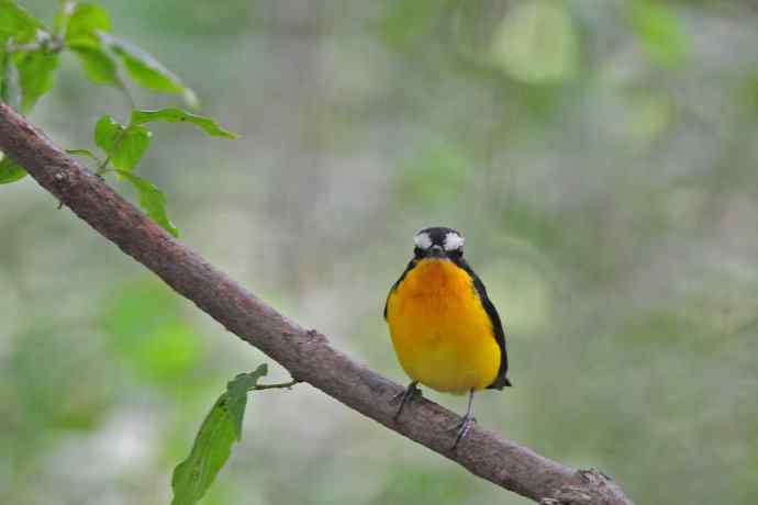 雄性白眉姬鹟（16）