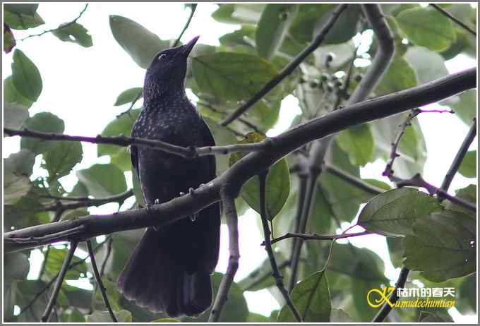 初遇鈥満至衡潯菊掌
