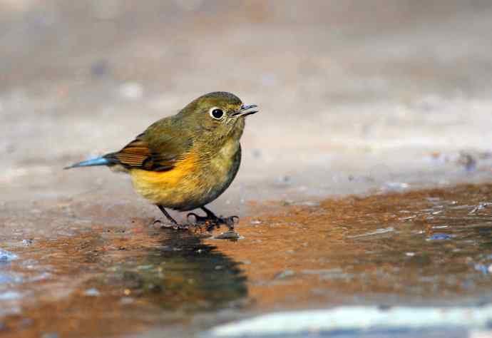 雌性红胁蓝尾鸲（20）