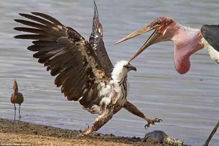 为了一条鱼，两只鸟大打出手！