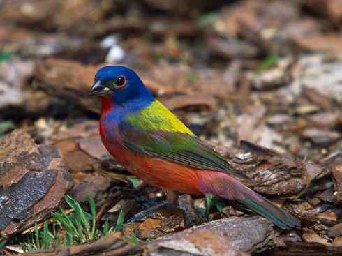 美丽无罪：雀鸟之彩鹀