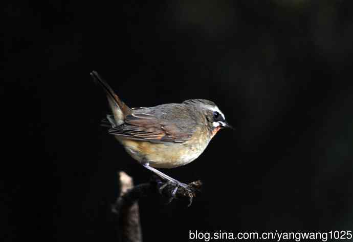 红喉歌鸲(20) 红喉歌鸲(20)