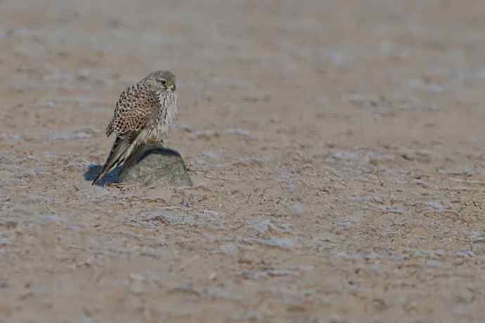 赏图鈥斺斕嵘诤奈幕
