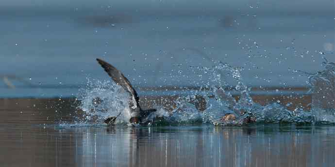 白秋沙鸭抢劫小