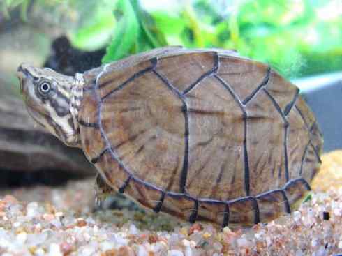 玄武：传说的兽原型探秘（侧颈龟类）