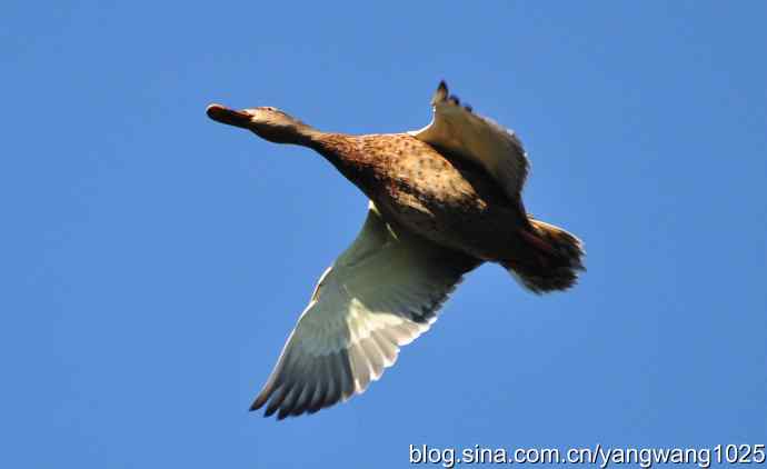 飞 wbr（雁） wbr1