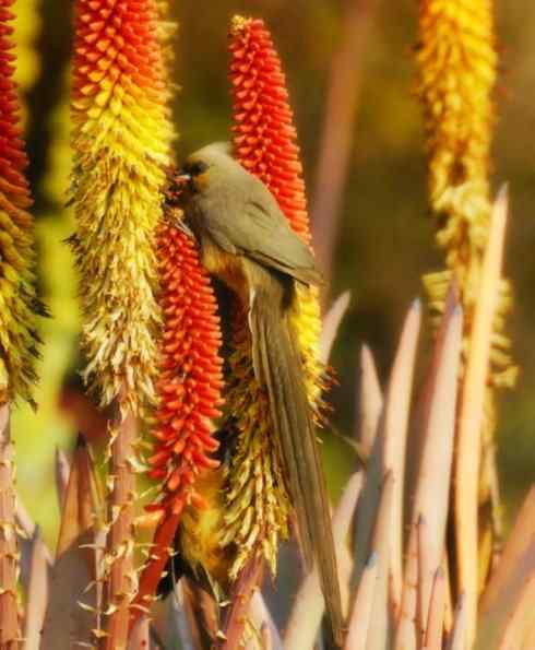 猎奇：十大奇异鸟类