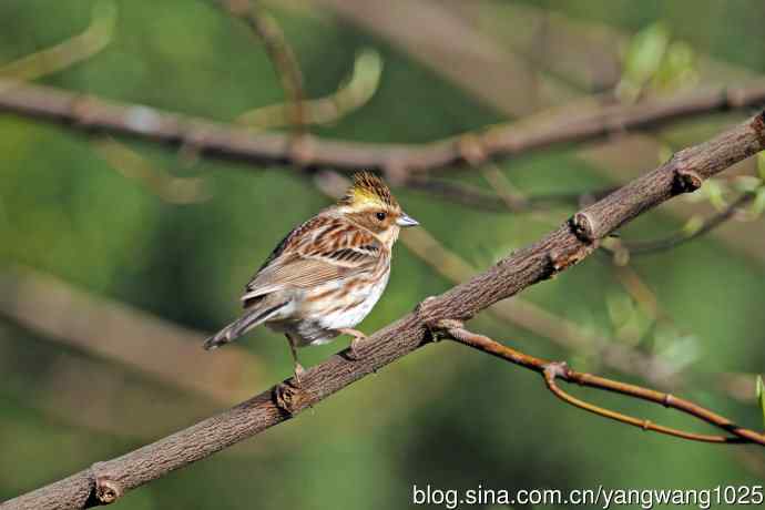 雌性黄喉鹀（13）