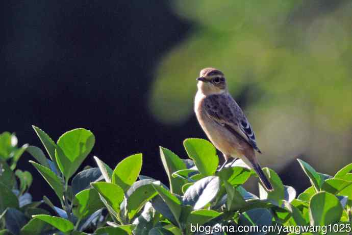黑喉石鵖鸟（1）