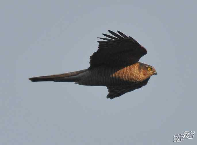 北京西山&nbsp;wbr路&nbsp;wbr守候猛禽迁徙通道两小时
