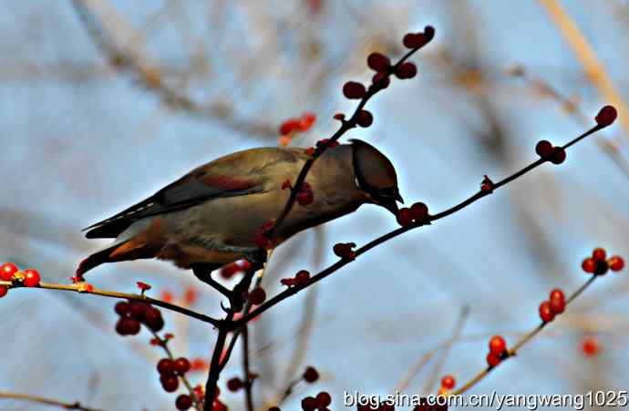 北京动物园的鸟类——太平鸟（抓拍）1