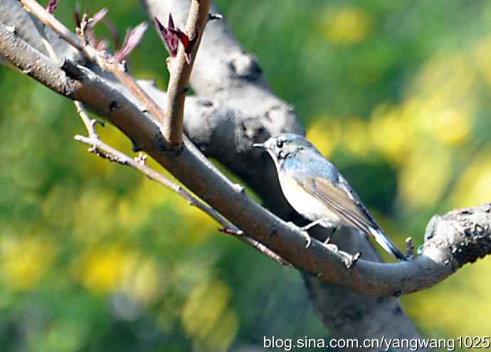 洗浴与梳理（纪实）