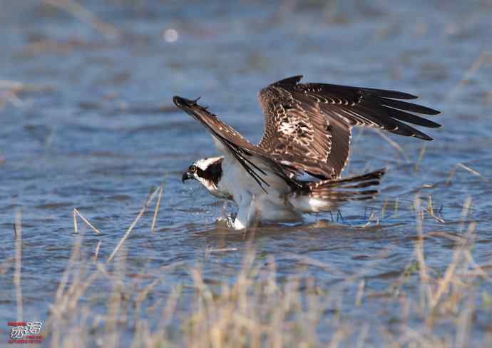 高手亦有失手时 高手亦有失手时