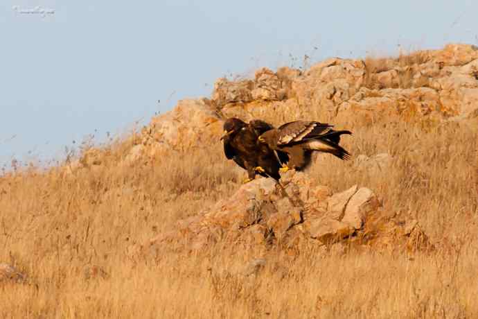 草原有约. wbr夕阳下与草原雕一家敖包相会