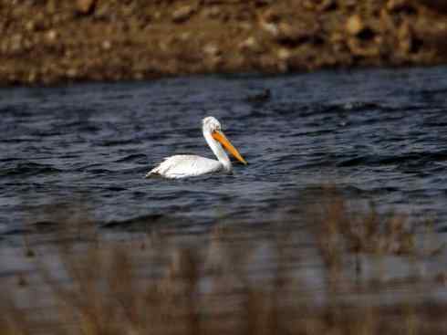 猎奇：奇特的鸟喙之十