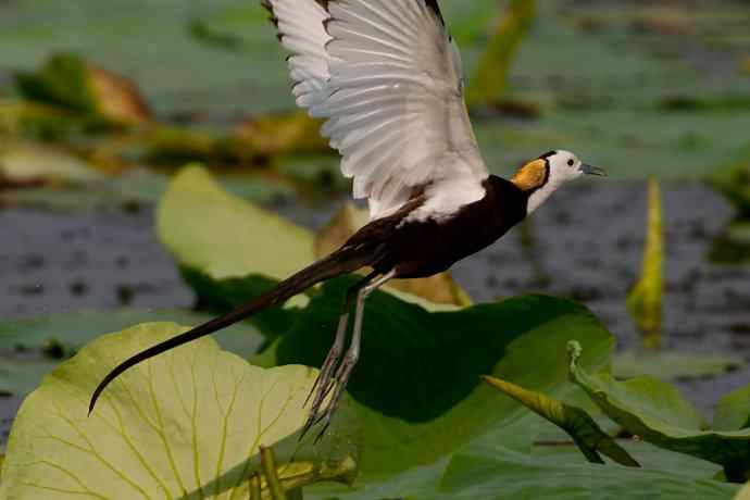 金领仙风.水凤凰 金领仙风.水凤凰