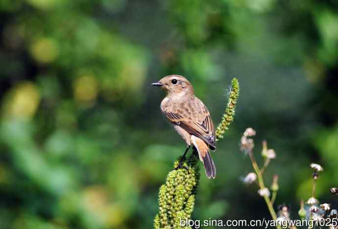 雌性黑喉石即鸟（3）