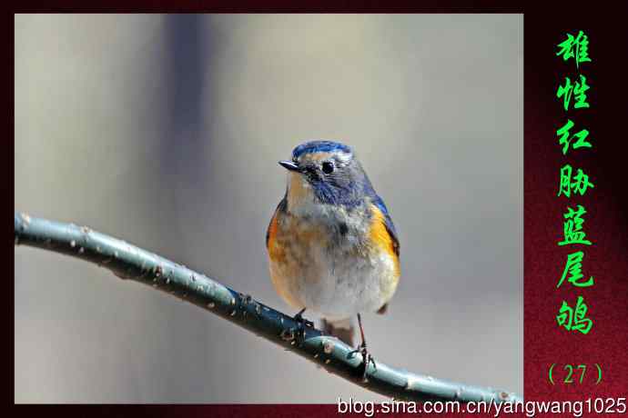 雄性红胁蓝尾鸲（27）