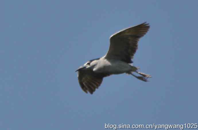 飞（夜鹭） wbr4