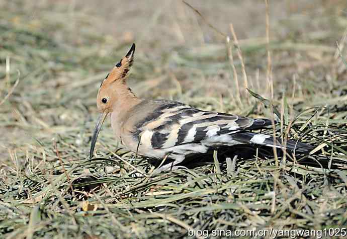 天坛公园又遇戴胜(觅食) 天坛公园又遇戴胜(觅食)