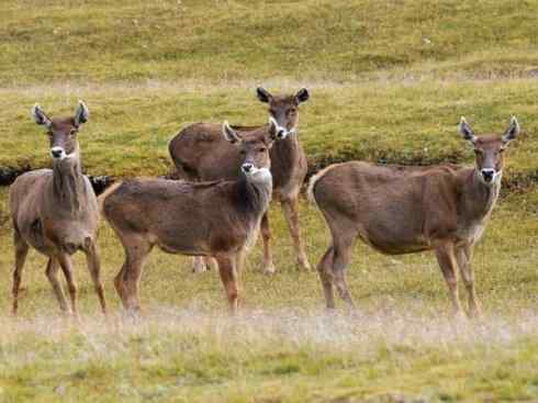 麒麟：传说的兽原型探秘（梅花鹿）