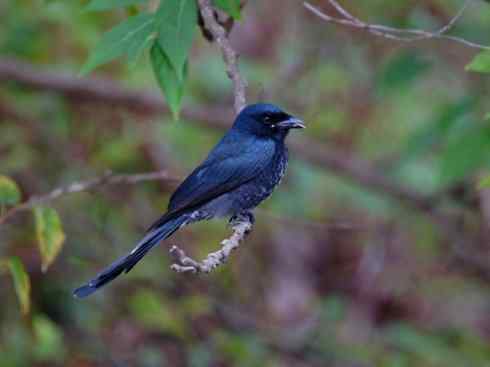 雀鸟也彪悍：黑侠（黑卷尾）