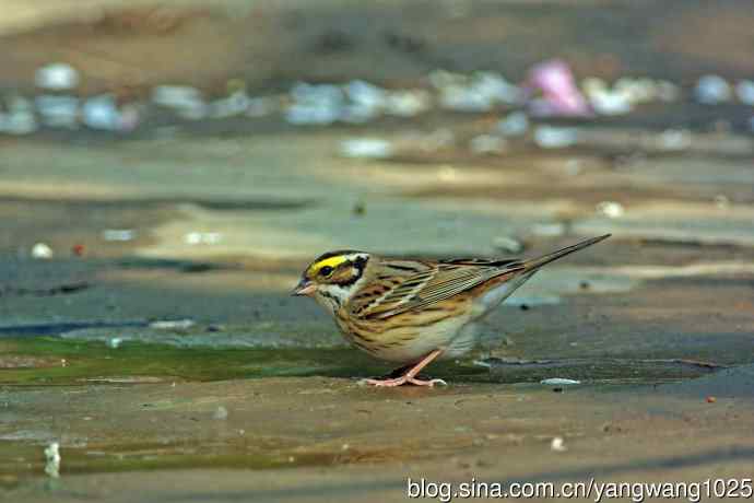 雄性黄眉鹀（1）