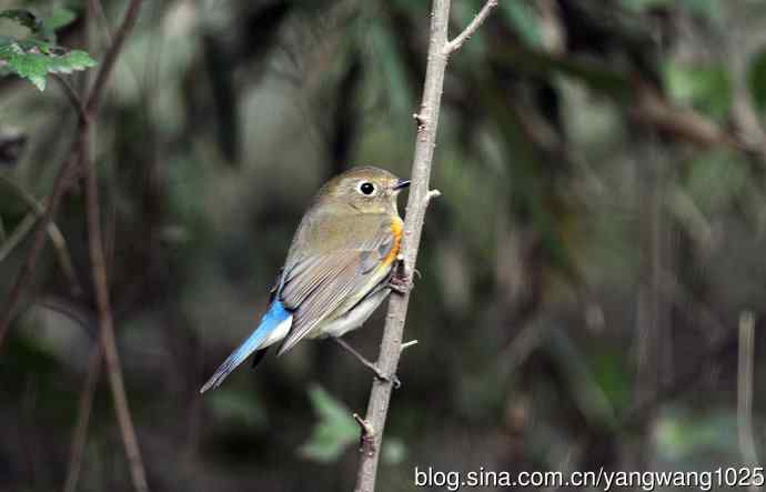 雌性红胁蓝尾鸲（59）