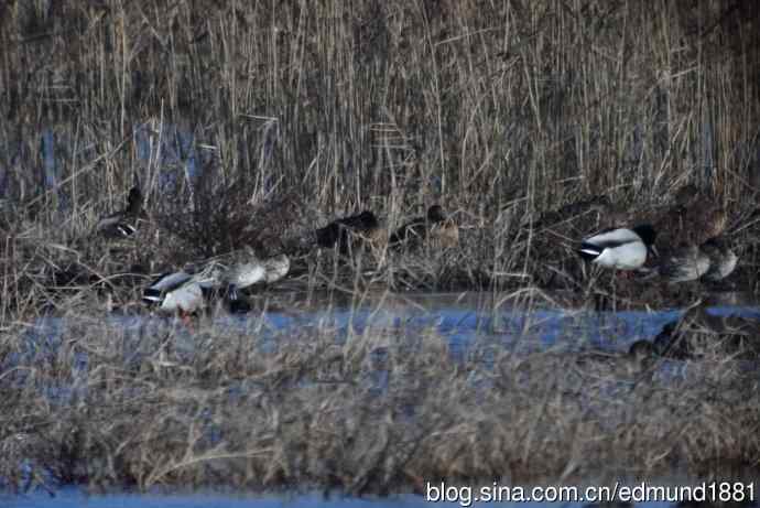 群鸭飞舞贺新岁 群鸭飞舞贺新岁