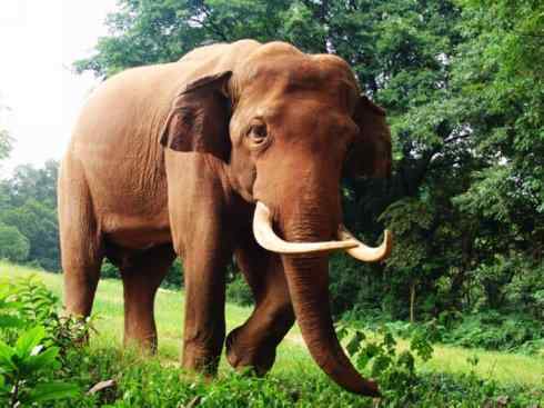 美人鱼：传说的兽原型探秘（海牛）