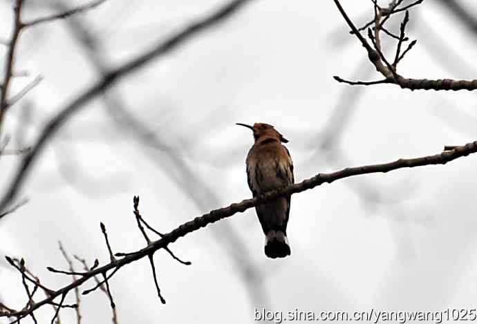随走随拍（自在悠闲的戴胜）