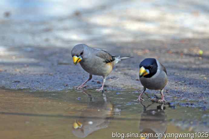 饮水的黑尾蜡嘴雀（1）