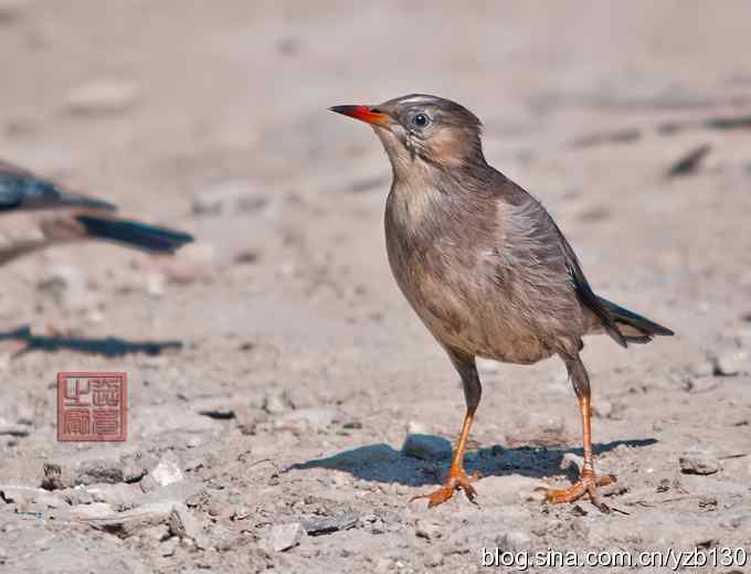 丝光椋鸟在吃什么？（组图，8张图片）