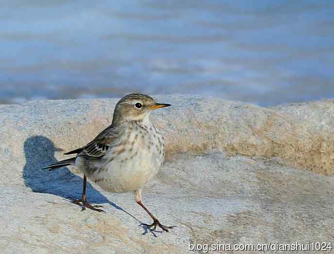 昂首阔步迈进2012（水鹨）