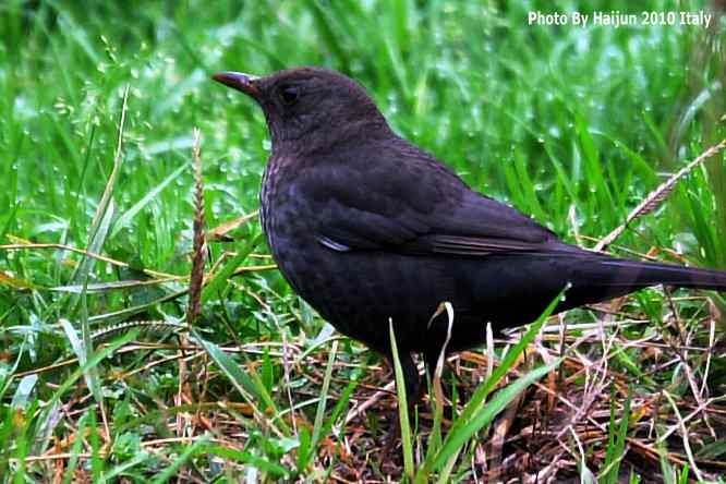 【亚平宁半岛之旅 wbr. wbr鸟鸟猎摄】