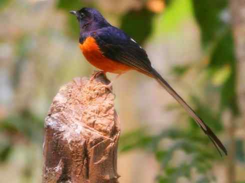 雀鸟也彪悍：谁怕谁（鹊鸲）