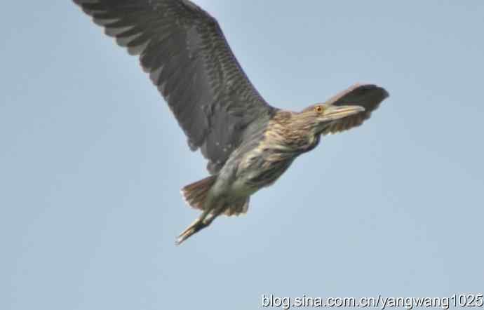 飞（夜鹭） wbr1