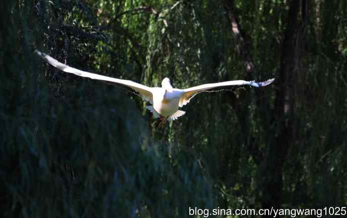 再拍鹈鹕 wbr wbr12