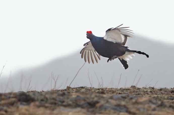 炮的野生鸟类摄影2012总结之三---黄昏界