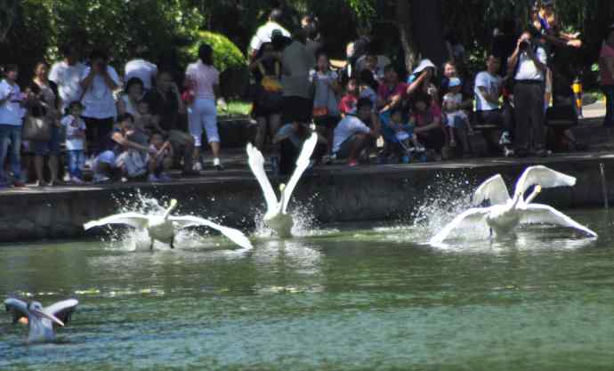 飞（白天鹅） wbr1