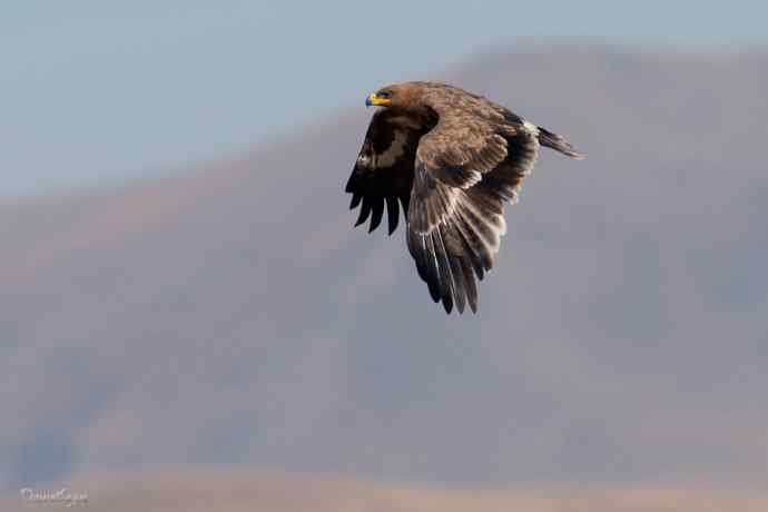 草原追梦. 邂逅迎宾草原雕