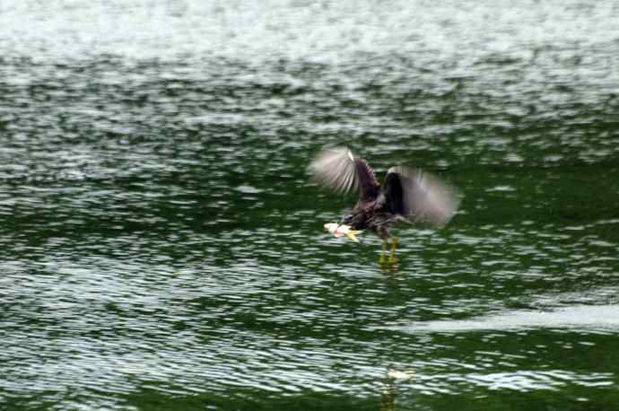 北海也有夜鹭飞（记实版）