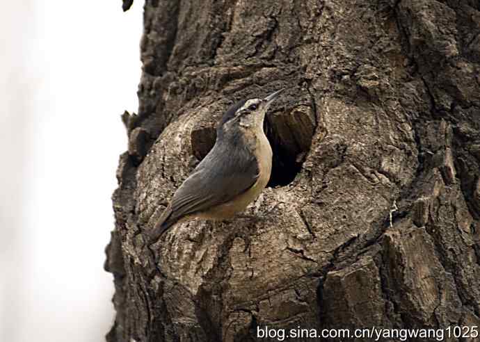 黑头鳾（shi）的小家