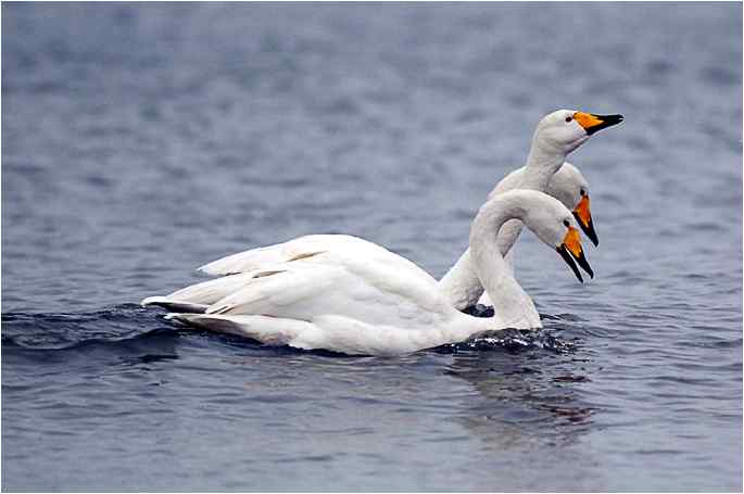 点击图片或使用键盘← →翻页