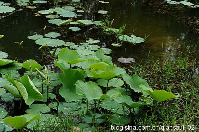 池鹭荷塘走秀(圆明园)*