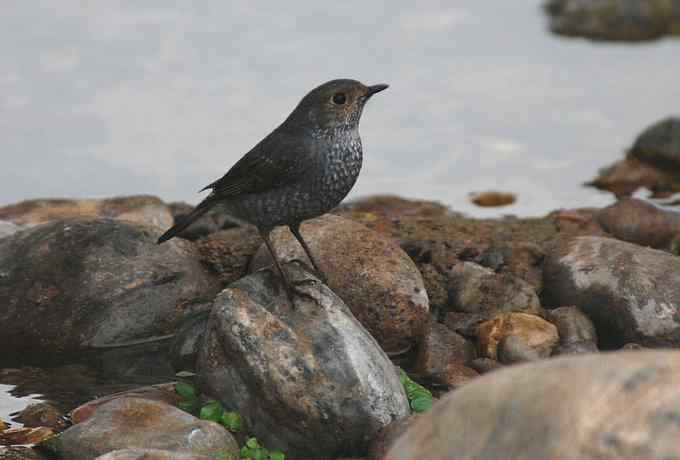 快乐打鸟 wbr wbr呼呼捏丫